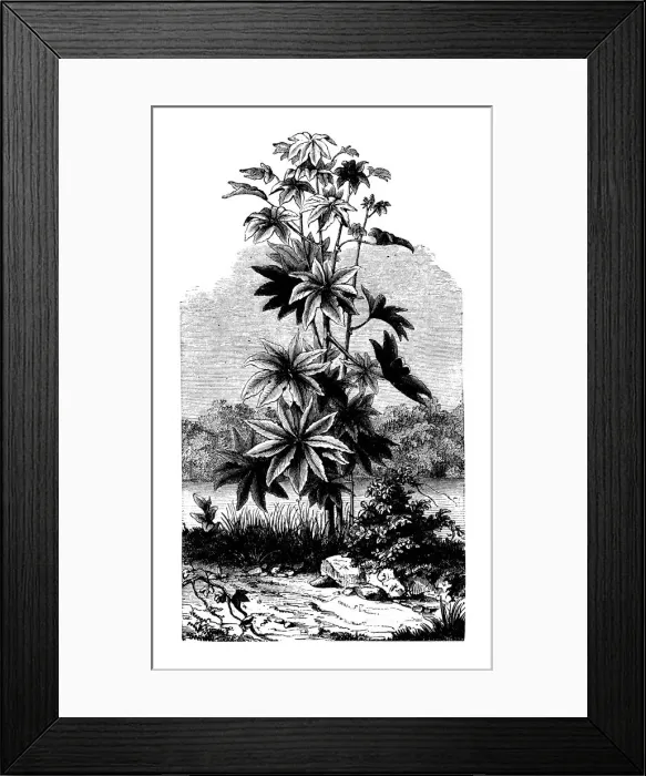 Framed Print : Botany plants antique engraving illustration: Ricinus communis (castorbean, castor-oil-plant) Framed Print : Botany plants antique engraving illustration: Ricinus communis (castorbean, castor-oil-plant)
