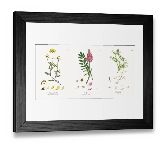 Framed Print : Horseshoe Vetch, Hippocrepis comoas, Victorian Botanical Illustration, 1863