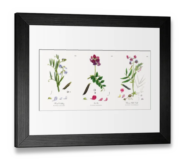Framed Print : Marsh Vetchling, Lathyrus palustris, Victorian Botanical Illustration, 1863 Framed Print : Marsh Vetchling, Lathyrus palustris, Victorian Botanical Illustration, 1863