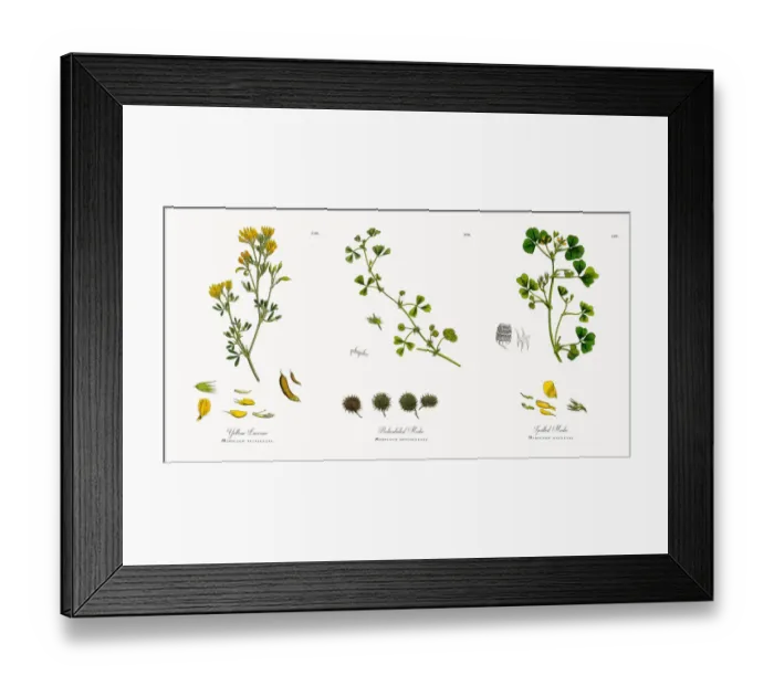 Framed Print : Yellow Lucerne, Medicago eu-falcata, Victorian Botanical Illustration, 1863 Framed Print : Yellow Lucerne, Medicago eu-falcata, Victorian Botanical Illustration, 1863