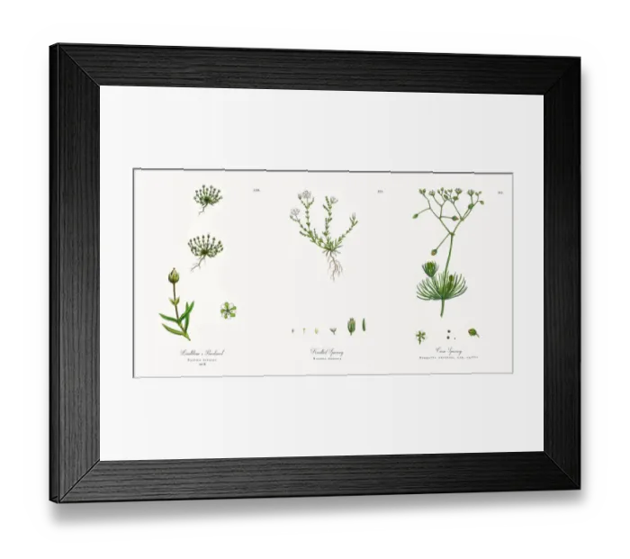 Framed Print : Lindblomas Pearlwort, Sagina nivalis, Victorian Botanical Illustration, 1863 Framed Print : Lindblomas Pearlwort, Sagina nivalis, Victorian Botanical Illustration, 1863