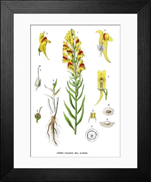 Framed Print : toadflax. Antique illustration of a Medicinal and Herbal Plants Framed Print : toadflax. Antique illustration of a Medicinal and Herbal Plants