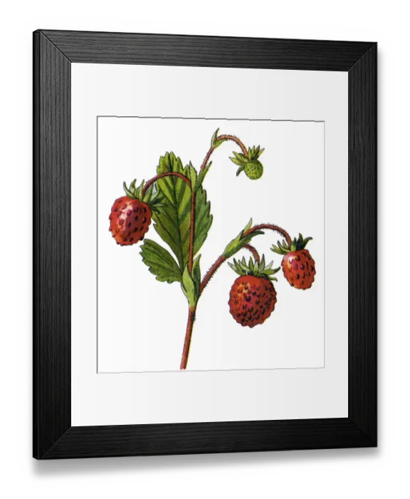 Framed Print : strawberries Framed Print : strawberries