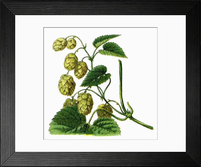 Framed Print : Hop. Antique illustration of a Medicinal and Herbal Plants Framed Print : Hop. Antique illustration of a Medicinal and Herbal Plants