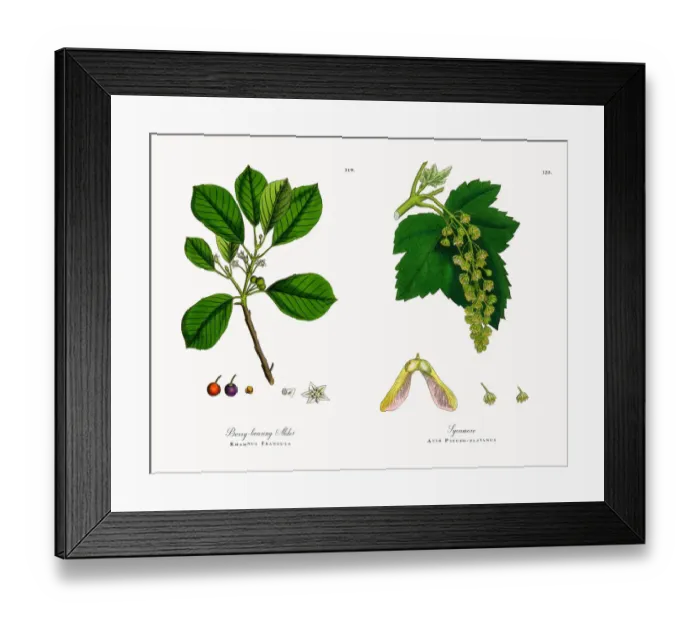 Framed Print : Berry-bearing Alder, Rhamnus Frangula, Victorian Botanical Illustration, 1863 Framed Print : Berry-bearing Alder, Rhamnus Frangula, Victorian Botanical Illustration, 1863