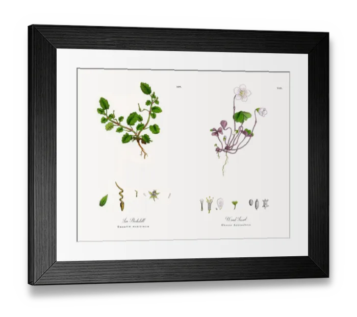 Framed Print : Sea Storksbill, Erodium maritimum, Victorian Botanical Illustration, 1863 Framed Print : Sea Storksbill, Erodium maritimum, Victorian Botanical Illustration, 1863