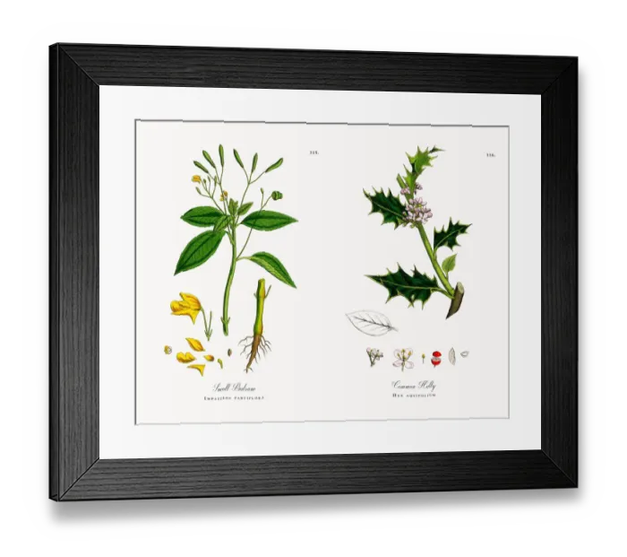 Framed Print : Small Balsam, Impatiens parviflora, Victorian Botanical Illustration, 1863 Framed Print : Small Balsam, Impatiens parviflora, Victorian Botanical Illustration, 1863