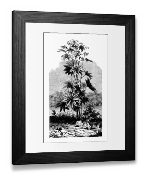 Framed Print : Botany plants antique engraving illustration: Ricinus communis (castorbean, castor-oil-plant) Framed Print : Botany plants antique engraving illustration: Ricinus communis (castorbean, castor-oil-plant)