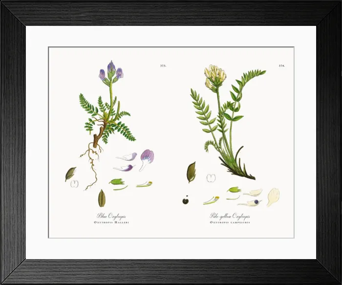 Framed Print : Blue Oxytropis, Oxytropis Halleri, Victorian Botanical Illustration, 1863 Framed Print : Blue Oxytropis, Oxytropis Halleri, Victorian Botanical Illustration, 1863
