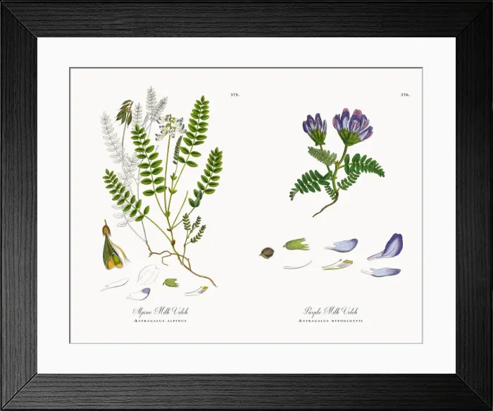 Framed Print : Alpine Milk Vetch, Astragalus alpinus, Victorian Botanical Illustration, 1863 Framed Print : Alpine Milk Vetch, Astragalus alpinus, Victorian Botanical Illustration, 1863