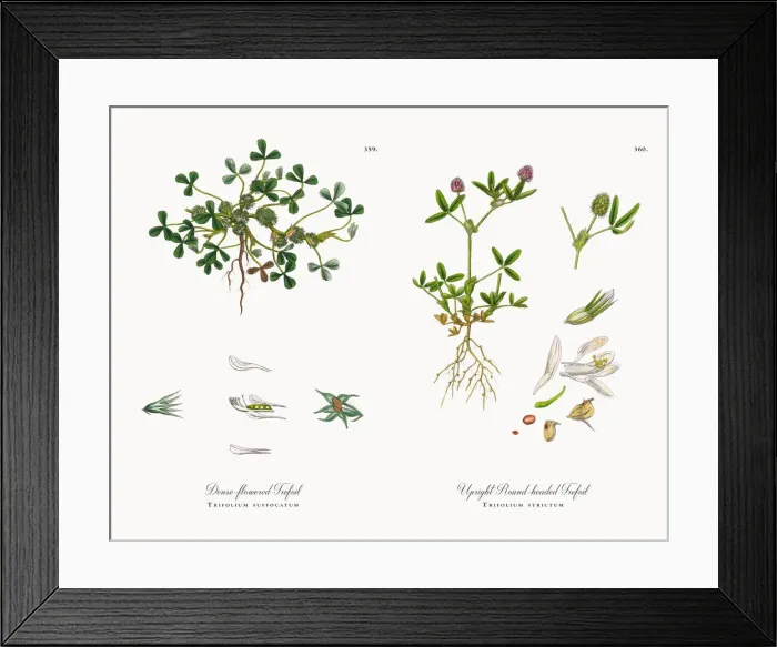 Framed Print : Dense-flowered Trefoil, Trifolium suffocatum, Victorian Botanical Illustration, 1863 Framed Print : Dense-flowered Trefoil, Trifolium suffocatum, Victorian Botanical Illustration, 1863