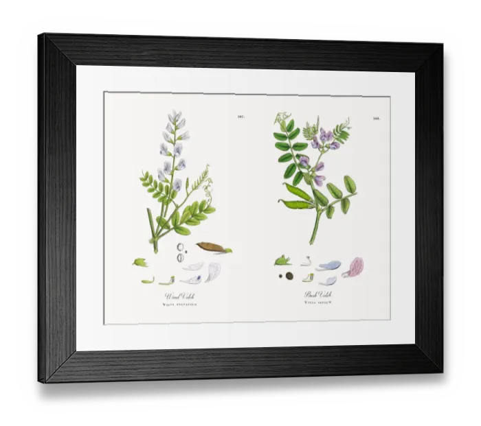 Framed Print : Wood Vetch, Vicia sylvatica, Victorian Botanical Illustration, 1863 Framed Print : Wood Vetch, Vicia sylvatica, Victorian Botanical Illustration, 1863