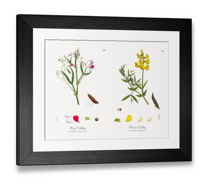 Framed Print : Hairy Vetchling, Lathyrus hirsutus, Victorian Botanical Illustration, 1863 Framed Print : Hairy Vetchling, Lathyrus hirsutus, Victorian Botanical Illustration, 1863