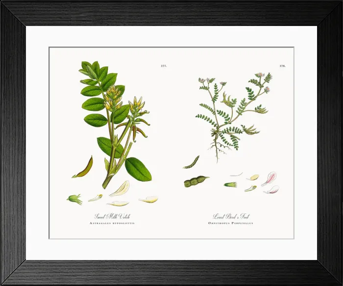 Framed Print : Sweet Milk Vetch, Astragalus bypoglottis, Victorian Botanical Illustration, 1863 Framed Print : Sweet Milk Vetch, Astragalus bypoglottis, Victorian Botanical Illustration, 1863