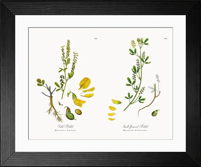 Framed Print : Field Melilot, Melilotus Arvensis, Victorian Botanical Illustration, 186 Framed Print : Field Melilot, Melilotus Arvensis, Victorian Botanical Illustration, 186