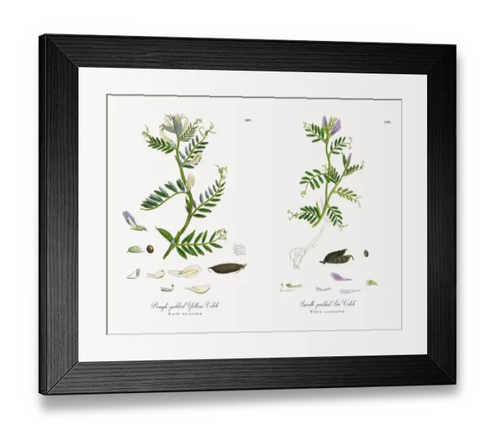 Framed Print : Rough-podded Yellow Vetch, Vicia eu-lutea, Victorian Botanical Illustration, 1863 Framed Print : Rough-podded Yellow Vetch, Vicia eu-lutea, Victorian Botanical Illustration, 1863