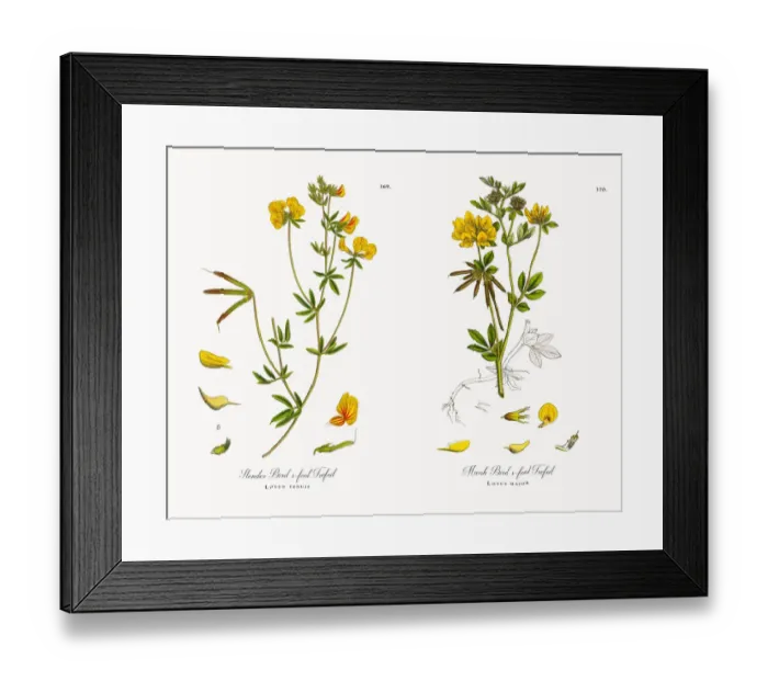 Framed Print : Slender Birdas-foot Trefoil, Lotus tenuis, Victorian Botanical Illustration, 1863 Framed Print : Slender Birdas-foot Trefoil, Lotus tenuis, Victorian Botanical Illustration, 1863