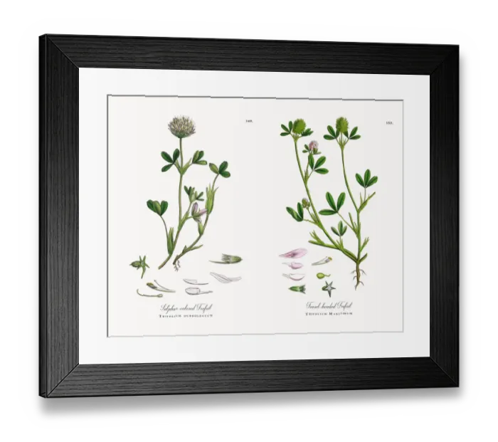 Framed Print : Sulphur-colored Trefoil, Trifolium ochroleucum, Victorian Botanical Illustration, 1863 Framed Print : Sulphur-colored Trefoil, Trifolium ochroleucum, Victorian Botanical Illustration, 1863