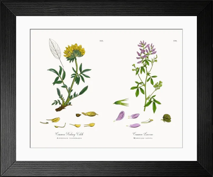 Framed Print : Common Kidney Vetch, Anthyllis vulneraria, Victorian Botanical Illustration, 1863 Framed Print : Common Kidney Vetch, Anthyllis vulneraria, Victorian Botanical Illustration, 1863