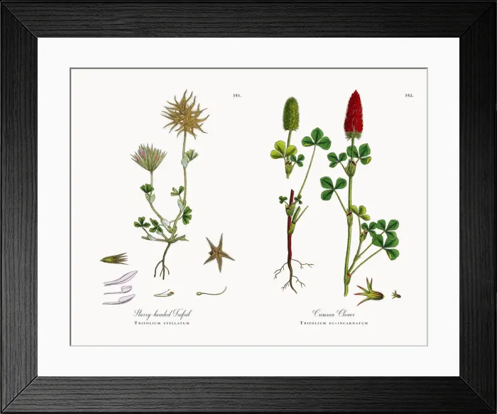 Framed Print : Starry-headed Trefoil, Trifolium stellatum, Victorian Botanical Illustration, 1863 Framed Print : Starry-headed Trefoil, Trifolium stellatum, Victorian Botanical Illustration, 1863