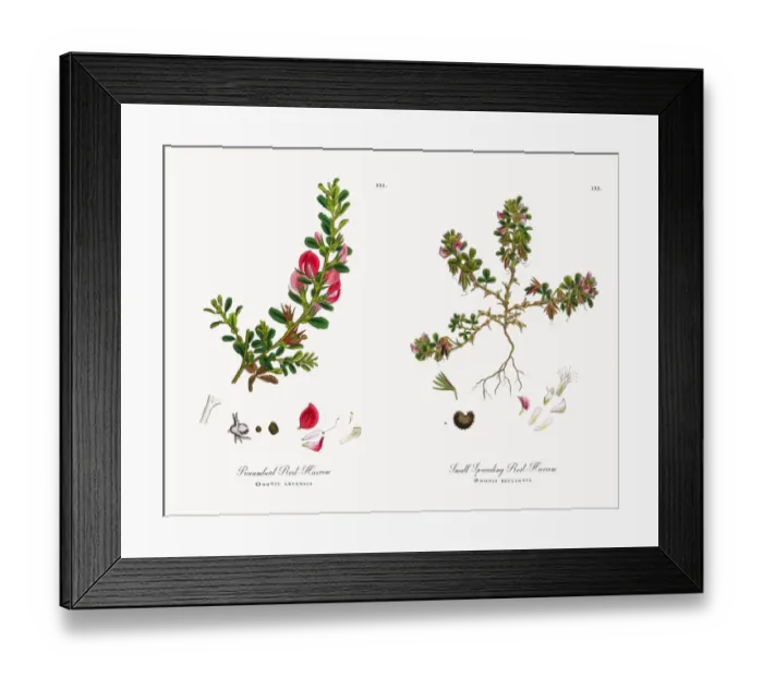 Framed Print : Procumbent Rest-Harrow, Ononis arvensis, Victorian Botanical Illustration, 1863 Framed Print : Procumbent Rest-Harrow, Ononis arvensis, Victorian Botanical Illustration, 1863