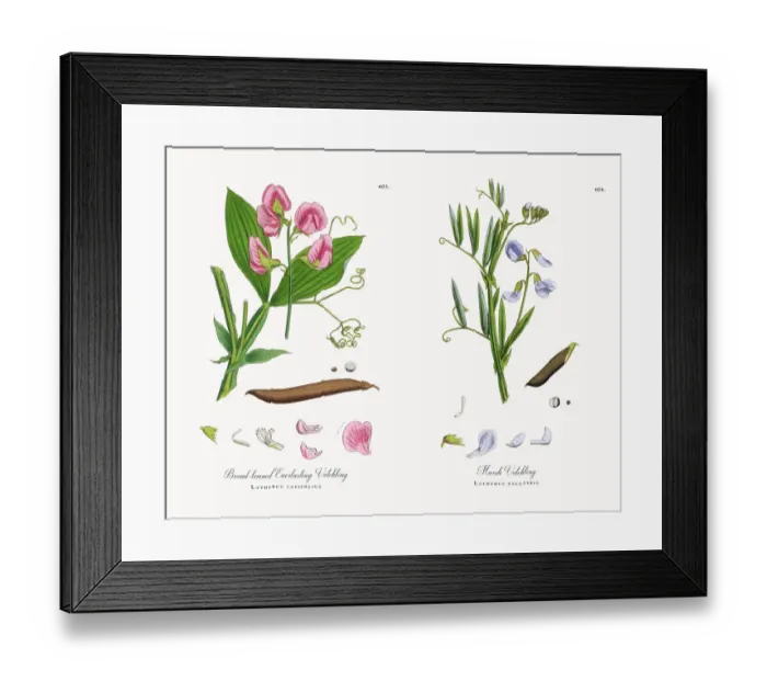 Framed Print : Broad-leaved Everlasting Vetchling, Lathyrus latifolius, Victorian Botanical Illustration, 1863 Framed Print : Broad-leaved Everlasting Vetchling, Lathyrus latifolius, Victorian Botanical Illustration, 1863