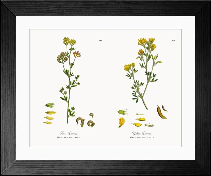 Framed Print : Friesa Lucerne, Medicago sylvestris, Victorian Botanical Illustration, 1863 Framed Print : Friesa Lucerne, Medicago sylvestris, Victorian Botanical Illustration, 1863