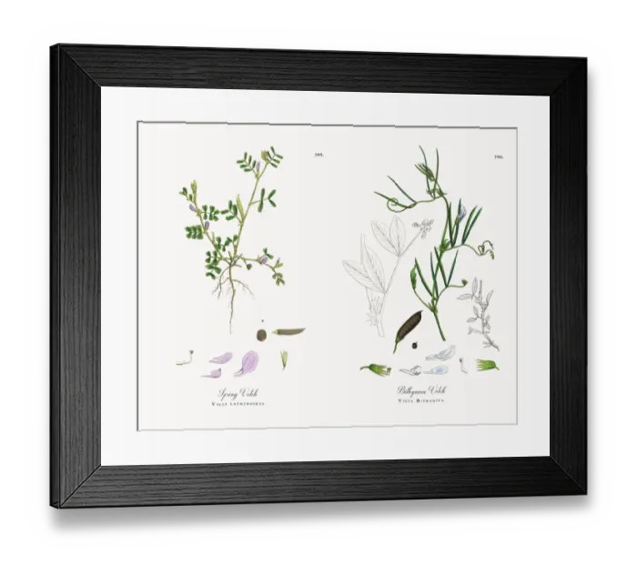 Framed Print : Spring Vetch, Vicia lathyroides, Victorian Botanical Illustration, 1863 Framed Print : Spring Vetch, Vicia lathyroides, Victorian Botanical Illustration, 1863