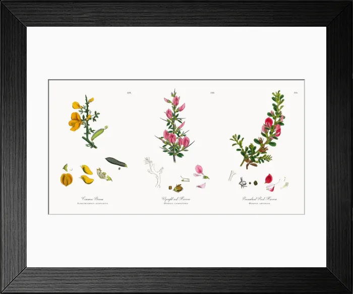 Framed Print : Common Broom, Sarothamnus scoparius, Victorian Botanical Illustration, 1863 Framed Print : Common Broom, Sarothamnus scoparius, Victorian Botanical Illustration, 1863