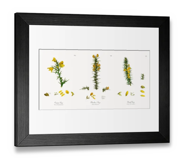 Framed Print : Common Furze, Ulex Europaeus, Victorian Botanical Illustration, 1863 Framed Print : Common Furze, Ulex Europaeus, Victorian Botanical Illustration, 1863