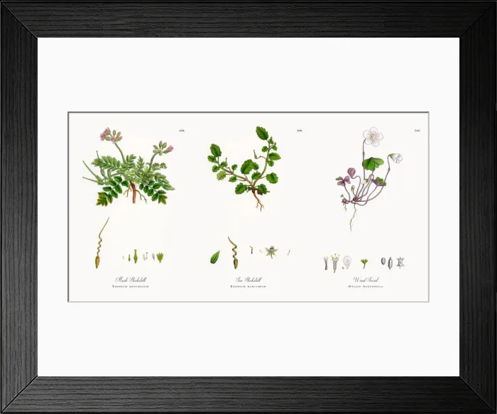 Framed Print : Musk Storksbill, Erodium moschatum, Victorian Botanical Illustration, 1863 Framed Print : Musk Storksbill, Erodium moschatum, Victorian Botanical Illustration, 1863