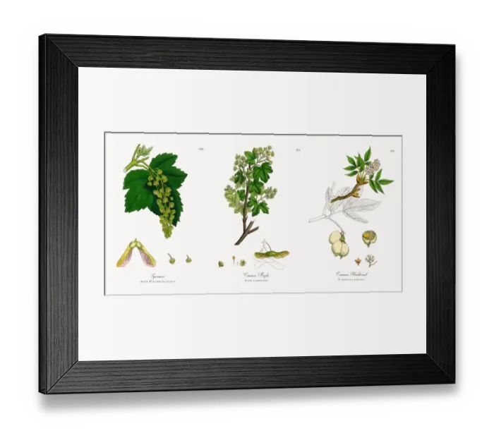 Framed Print : Sycamore, Acer Pseudo-platanus, Victorian Botanical Illustration, 1863 Framed Print : Sycamore, Acer Pseudo-platanus, Victorian Botanical Illustration, 1863