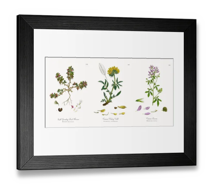 Framed Print : Small Spreading Rest-Harrow, Ononis reclinata, Victorian Botanical Illustration, 1863 Framed Print : Small Spreading Rest-Harrow, Ononis reclinata, Victorian Botanical Illustration, 1863