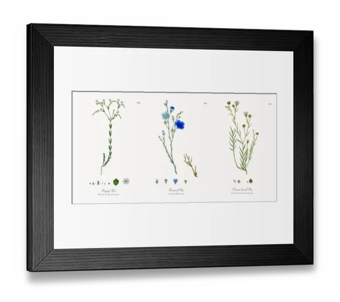 Framed Print : Purging Flax, Linum Catharticum, Victorian Botanical Illustration, 1863 Framed Print : Purging Flax, Linum Catharticum, Victorian Botanical Illustration, 1863