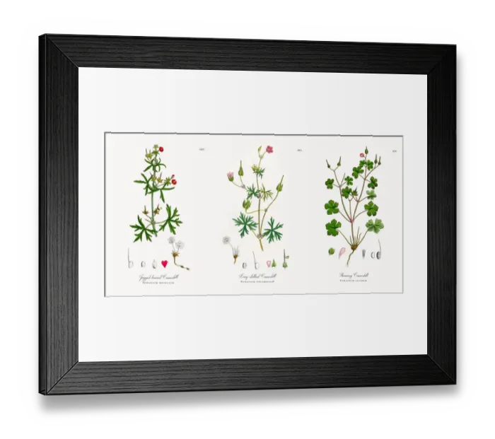 Framed Print : Jagged-leaved Cranesbill, Geranium dissectum, Victorian Botanical Illustration, 1863 Framed Print : Jagged-leaved Cranesbill, Geranium dissectum, Victorian Botanical Illustration, 1863