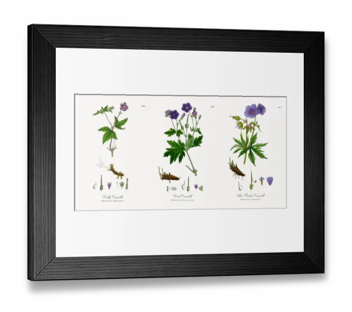 Framed Print : Knotty Cranesbill, Geranium Nodosum, Victorian Botanical Illustration, 1863 Framed Print : Knotty Cranesbill, Geranium Nodosum, Victorian Botanical Illustration, 1863