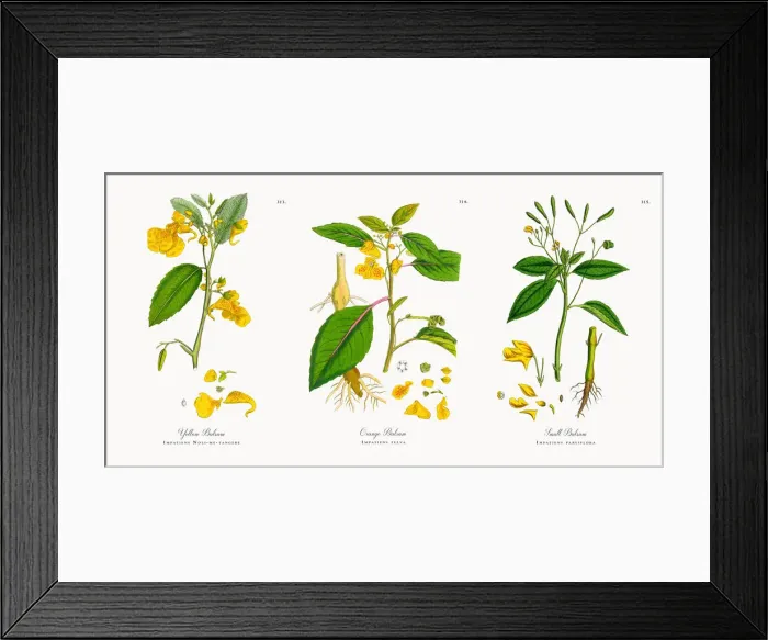 Framed Print : Yellow Balsam, Impatiens Noli-me-tangere, Victorian Botanical Illustration, 1863 Framed Print : Yellow Balsam, Impatiens Noli-me-tangere, Victorian Botanical Illustration, 1863