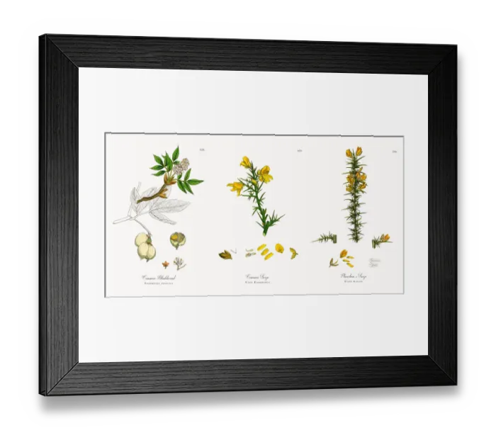 Framed Print : Common Bladdernut, Staphylea pinnata, Victorian Botanical Illustration, 1863 Framed Print : Common Bladdernut, Staphylea pinnata, Victorian Botanical Illustration, 1863