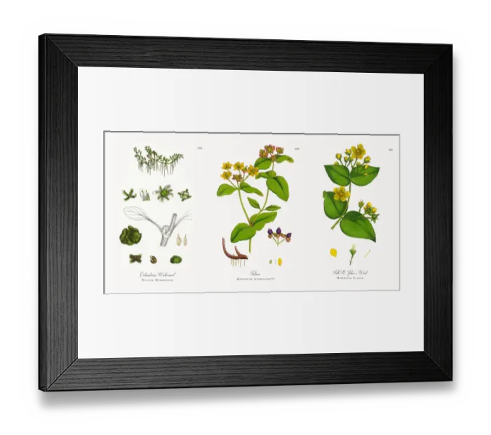 Framed Print : Octandrous Waterwort, Elatine Hydropiper, Victorian Botanical Illustration, 1863 Framed Print : Octandrous Waterwort, Elatine Hydropiper, Victorian Botanical Illustration, 1863