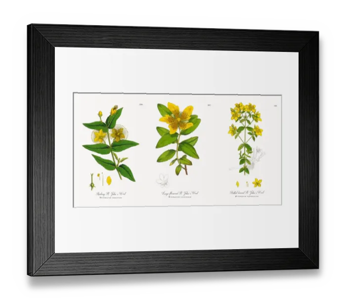 Framed Print : Stinking St. Johnas Wort, Hypericum hircinum, Victorian Botanical Illustration, 1863 Framed Print : Stinking St. Johnas Wort, Hypericum hircinum, Victorian Botanical Illustration, 1863