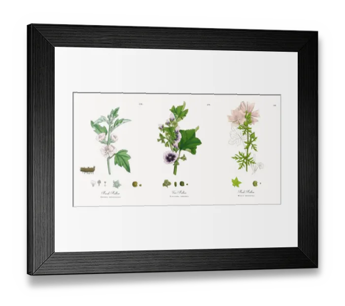 Framed Print : Marsh Mallow, Althea officinalis, Victorian Botanical Illustration, 1863 Framed Print : Marsh Mallow, Althea officinalis, Victorian Botanical Illustration, 1863