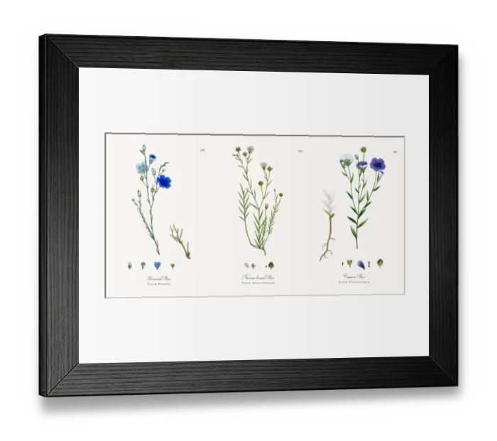 Framed Print : Perennial Flax, Linum Perenne, Victorian Botanical Illustration, 186 Framed Print : Perennial Flax, Linum Perenne, Victorian Botanical Illustration, 186