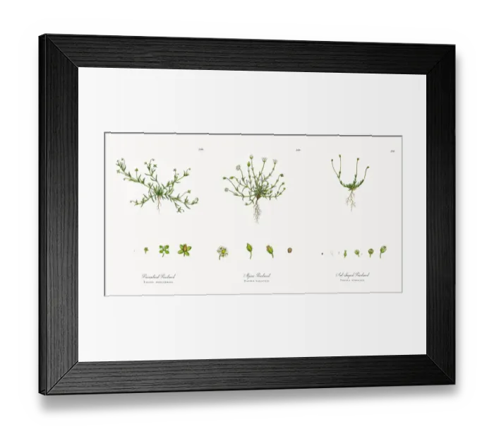 Framed Print : Procumbent Pearlwort, Sagina procumbens, Victorian Botanical Illustration, 1863