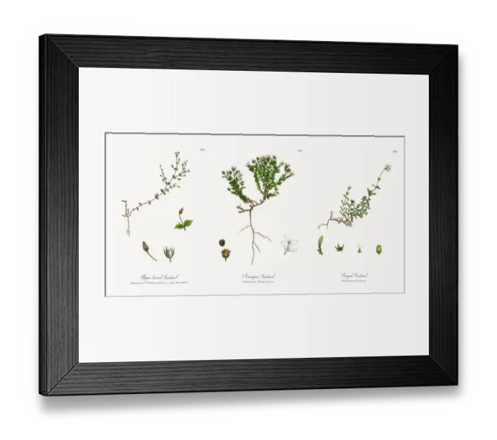 Framed Print : Thyme-leaved Sandwort, Arenaria Serpyllifolia, Victorian Botanical Illustration, 1863 Framed Print : Thyme-leaved Sandwort, Arenaria Serpyllifolia, Victorian Botanical Illustration, 1863