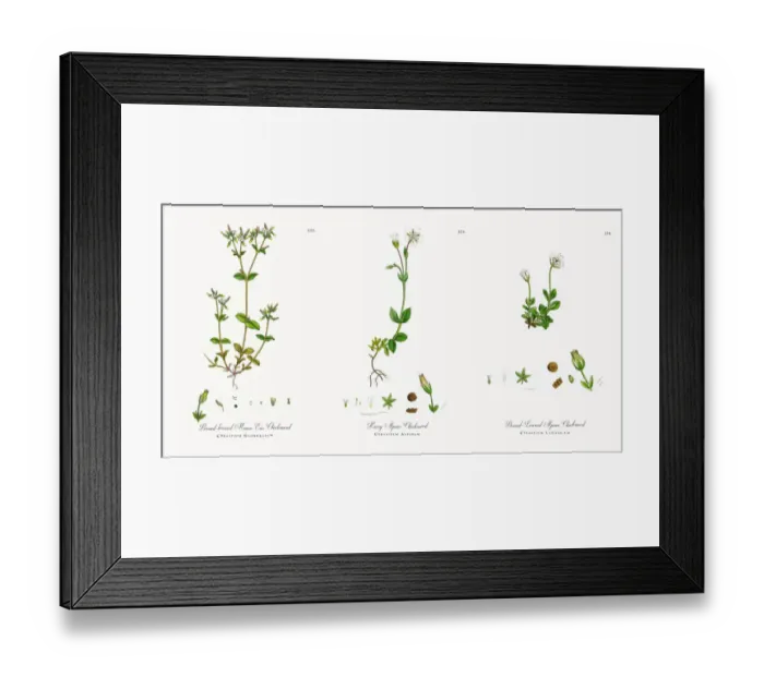 Framed Print : Broad-leaved Mouse-Ear Chickweed, Cerastium Glomeratum, Victorian Botanical Illustration, 1863