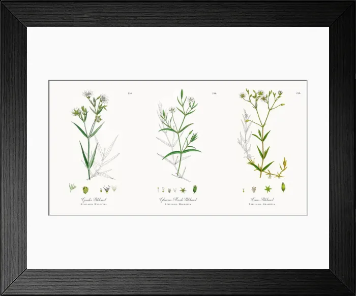 Framed Print : Greater Stitchwort, Stellaria Holostea, Victorian Botanical Illustration, 1863 Framed Print : Greater Stitchwort, Stellaria Holostea, Victorian Botanical Illustration, 1863
