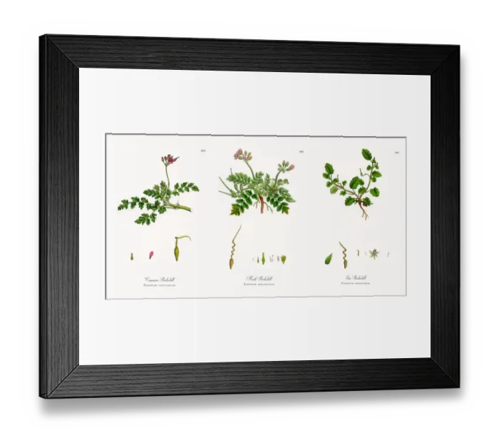 Framed Print : Common Storksbill, Erodium cicutarium, Victorian Botanical Illustration, 1863 Framed Print : Common Storksbill, Erodium cicutarium, Victorian Botanical Illustration, 1863