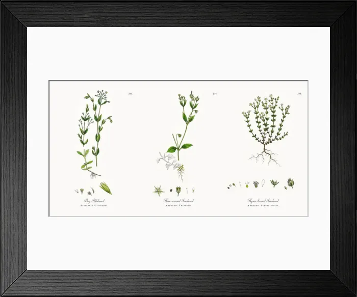 Framed Print : Bog Stitchwort, Stellaria Uliginosa, Victorian Botanical Illustration, 1863 Framed Print : Bog Stitchwort, Stellaria Uliginosa, Victorian Botanical Illustration, 1863