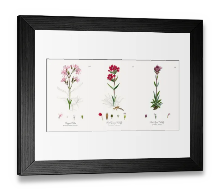 Framed Print : Ragged Robin, Lychnis Flos-cuculi, Victorian Botanical Illustration, 1863