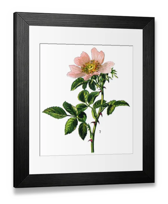 Framed Print : Rosehip. Antique illustration of a Medicinal and Herbal Plants Framed Print : Rosehip. Antique illustration of a Medicinal and Herbal Plants